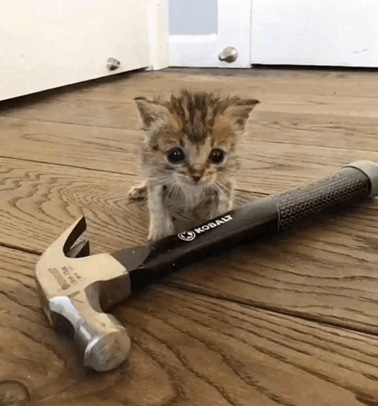 Cat GIF